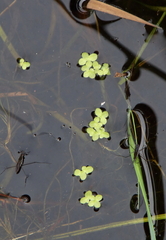 Lemna turionifera