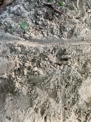Dasypus novemcinctus