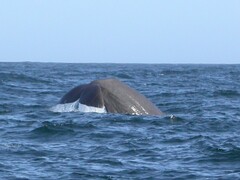 Physeter macrocephalus