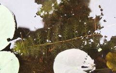 Utricularia macrorhiza