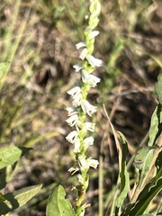 Spiranthes lacera gracilis