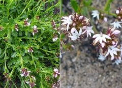 Lobelia jasionoides