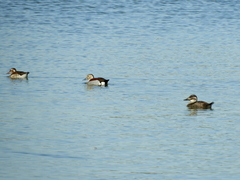 Callonetta leucophrys