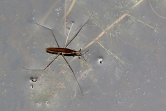 Limnoporus dissortis