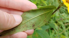 Puccinia helianthi