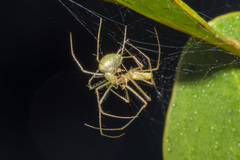 Tetragnatha rubriventris
