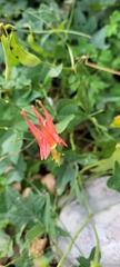 Aquilegia desertorum