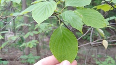 Cornus rugosa