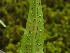 Asplenium rhizophyllum