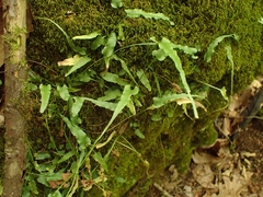 Asplenium rhizophyllum