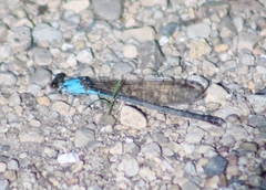Argia apicalis