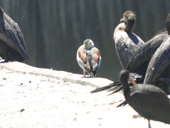 Callonetta leucophrys