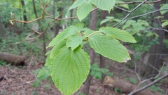 Cornus rugosa
