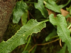Asplenium rhizophyllum