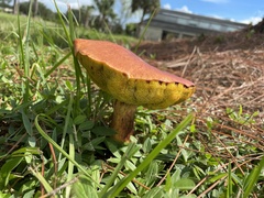 Pulchroboletus rubricitrinus