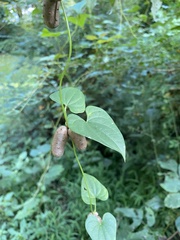 Dioscorea polystachya