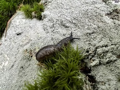 Gastropoda