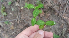 Euonymus fortunei
