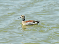 Callonetta leucophrys