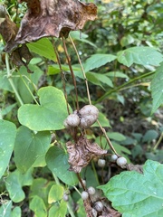 Dioscorea polystachya