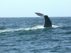 Physeter macrocephalus