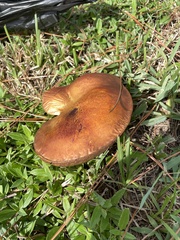 Pulchroboletus rubricitrinus