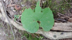Sanguinaria canadensis