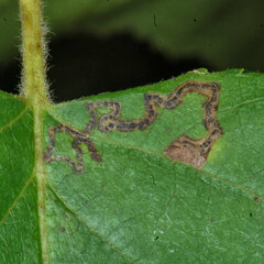 Stigmella betulicola