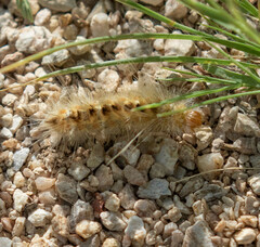 Pygarctia roseicapitis