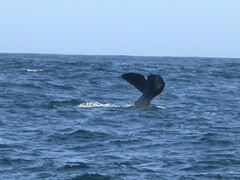 Physeter macrocephalus