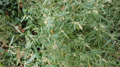 Atriplex patula