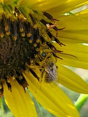 Melissodes trinodis