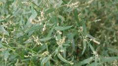 Atriplex patula