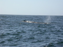 Physeter macrocephalus