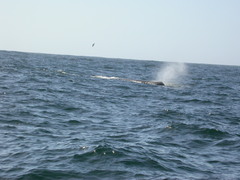Physeter macrocephalus