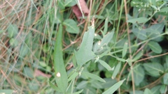 Atriplex patula