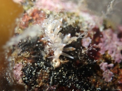 Eubranchus agrius