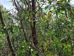 Acacia obliquinervia
