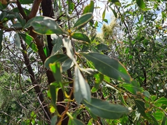 Acacia obliquinervia