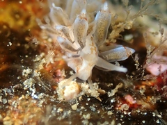 Eubranchus agrius