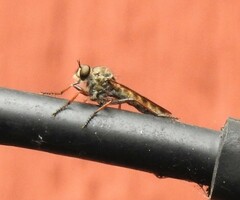 Neomochtherus willistoni