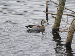 Callonetta leucophrys