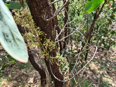 Acacia obliquinervia