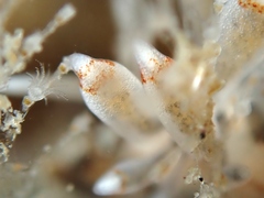 Eubranchus agrius