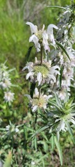 Monarda