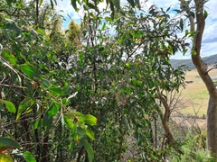 Acacia obliquinervia