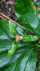 Trillium undulatum
