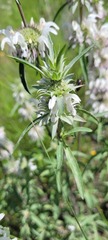 Monarda