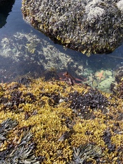 Enteroctopus dofleini