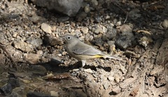 Leiothlypis virginiae